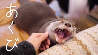 【カワウソきなこ】愛おしすぎるあくび。Otter ‘s lovely yawn.