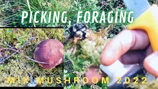 Finding, hunting, picking, foraging chanterelle mushrooms, slimy spike-cap and more,