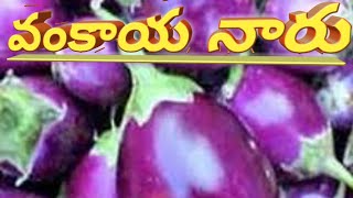 vankaya naru. వంకాయ నారు.vanga seeds.