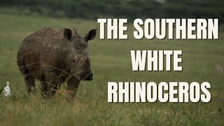 The Southern White Rhinoceros  - Everything you need to know about White Rhinos