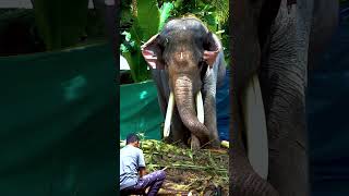 Onakkoor Rathnakaran Talks | Polakkulath Vishnunarayanan | Kerala Elephant | Assam Elephant 0008|