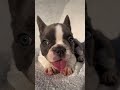 blue pied male french bulldog puppy