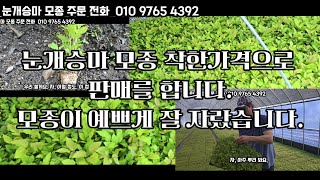 눈개승마 모종(105구) 착한가격으로 판매를 합니다.