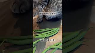 #保護猫 #保護子猫 #元野良猫 #元野良子猫 #家猫