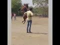 કાઠિયાાડી ઘોડી horse tramples crowd duringa weddingin amreli video goes viral