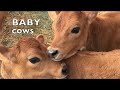 BABY COWS PLAYING LIKE SCHOOL KIDS: TALKING BABY COW COMPILATION #3