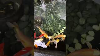 宣牛溫體牛肉火鍋光復店門口的錦鯉 #shorts #錦鯉 #fish #宣牛 #療癒