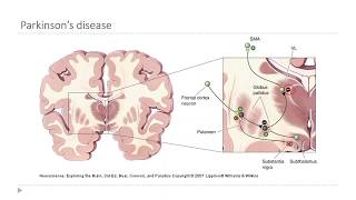 OSSM Neuro Chapter 14 - The Basal Nuclei