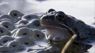 Common Frogs on Springwatch (2016)