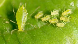 மிளகாய் பயிரை தாக்கும் பூச்சிகள் அசுவினி/ CHILLI APHIDS