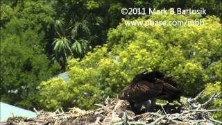 Osprey   Life inside the nest   Sibling rivalry, cainism and cannibalism