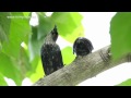 asian glossy starling aplonis payanensis