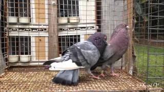 Smokey Pair - Cuban Pouter - 1/14/2016