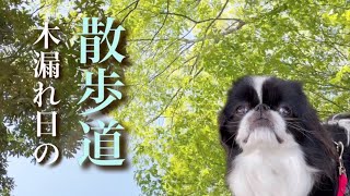 鼻ぺちゃ犬 狆と木漏れ日の森林浴散歩 狆のモモさん