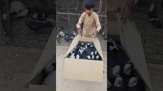 35 New ❤️ Kabootar ki video ❤️ Kabootar video Pigeon video 🥰#shorts #pigeon #viral #kabootar