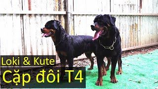 Cặp chó Rottweiler đẹp ghép đôi T4| Chờ chó con mức tốt