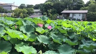 2024年8月上野不忍池の蓮を撮りに行きました😊