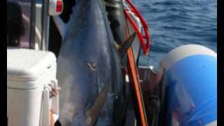 GIMANSUB - TOPSUB: PESCASUB TONNO ALL'ASPETTO -  SPEARFISHING TUNA