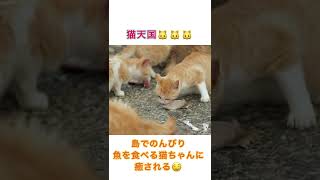 【猫の聖地】まるで猫天国！ 青島に住む猫たちのもぐもぐタイム #shorts