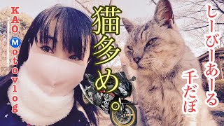 猫多め。【CBR1000RR】玉野御嶽神社