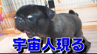 おやつのあまりの美味しさにエイリアン顔を披露する黒パグなる。Black pug Naru has a funny face because of a snack【パグ、pug】