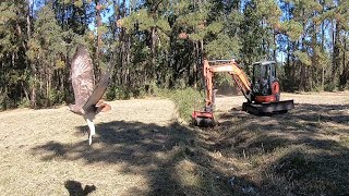 HAWK GRABS MOUSE RIGHT IN FRONT OF MULCHER! Munchie Mulches Out Ditches \u0026 Embankments