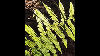 Wonderful Sounds of Nature: Escape Stress with a Mountain Stream!