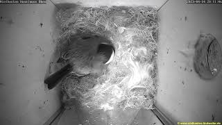 Free view of the nest