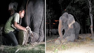 Raju The Elephant Cries After Being Rescued Following 50 Years Of Abuse In Chains