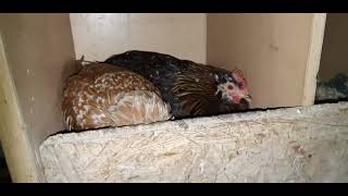 My sweet chicken before going to sleep #sweet#youtube #chicken #farmer 3