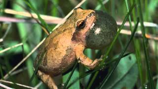 Spring Peeper Sounds