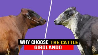 🔴 Features Of The GIROLANDO Breed That Make It Attractive For Dairy Farming ✅