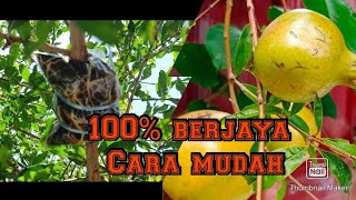 100%BERJAYA!!Tut Pokok DELIMA 🍑 Cara Mudah