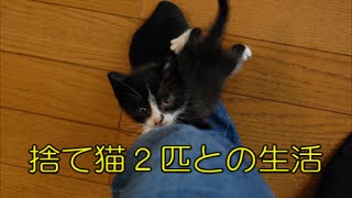 元捨て猫２匹 ＃001 その後の生活。