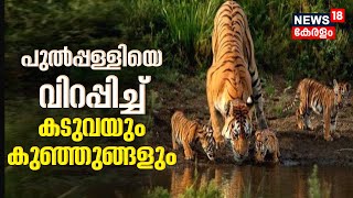 Wayanad Tiger Attack | പുൽപ്പള്ളിയെ വിറപ്പിച്ച് കടുവയും കുഞ്ഞുങ്ങളും | Wild Animals In Village