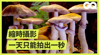 Netflix推蕈菇縮時影片看點在哪？療癒片《美妙蕈菇》製作團隊揭秘 How Mushroom Time-Lapses Are Filmed｜科普長知識｜GQ Taiwan