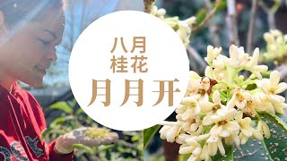 桂花|糖桂花| 八月桂花月月开|自家花园四季桂花飘香| 为了留住花香|摘点做糖桂花【Osmanthus |Sweet osmanthus flowers 】