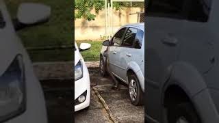 A Big Snake Catch On camera at public car parking place