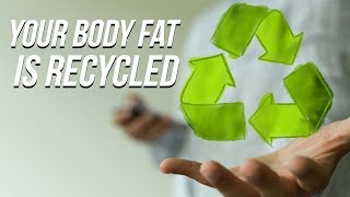 70% of  Body Fat Is Recycled! (old study, new insights)