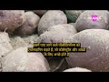 औषधीय गुणों से भरपूर आलू की नीलकंठ वैरायटी के बारे में। farmers potato