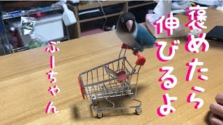 お正月から輪くぐり練習～飼い主の邪魔をするインコ【ボタンインコのぶーちゃん】