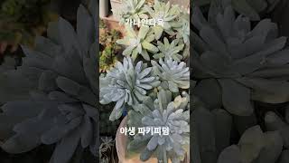 #가나안다육#야생#파키피덤#다육이키우기#다육식물 010 2652 9785 멋진포스대품