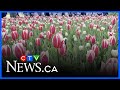 Hundreds of parking tickets issued around Tulip Festival