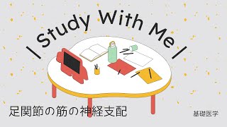 足関節の筋の神経支配/基礎医学/作業療法士/国家試験対策