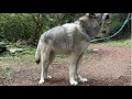 【遠吠え】をする狼犬はカッコいい