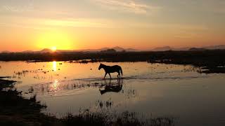 Wetland Wildlife at Sunrise 😊 | Mallorca 🌍🏴󠁥󠁳󠁩󠁢󠁿 | Wild Travel | Robert E Fuller