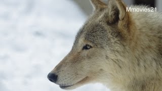 Wolf Pack 〜円山動物園　シンリンオオカミ