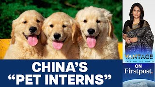 Why Are Pets in China Being Sent to Work? | Vantage With Palki Sharma