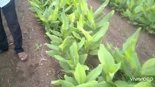 TURMERIC VARIETY CHENNA SALEM ACREGE 200 QUINTAL PER ACRE