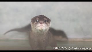 姫路セントラルパークのコツメカワウソ その3 ～ミルク後の赤ちゃん～ 2016/11/28